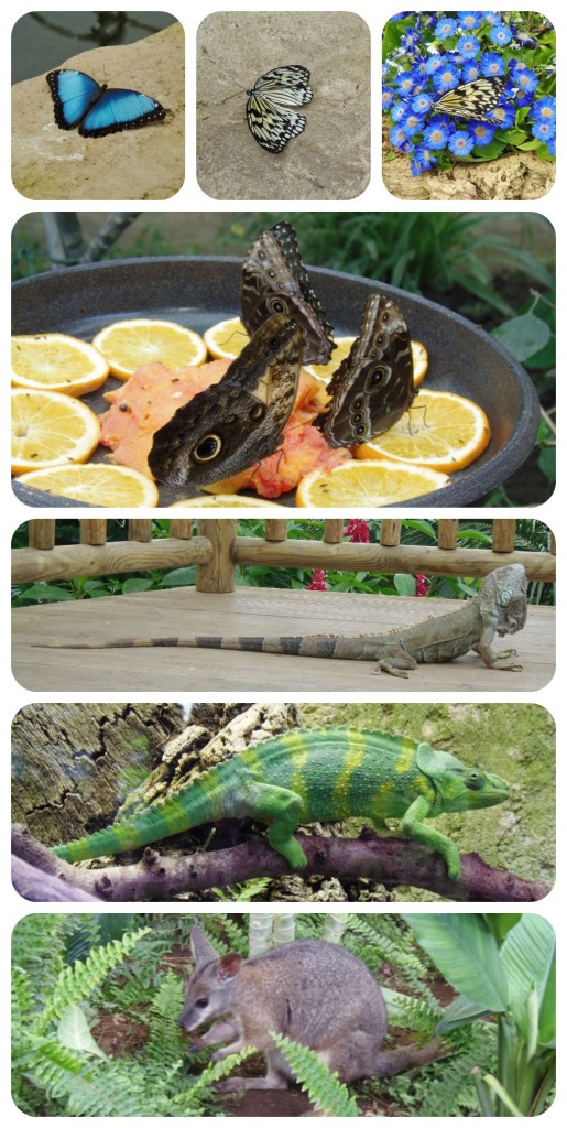 Mariposario Benalmádena - Montessori en Casa