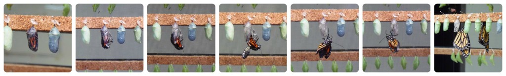 Mariposa emergiendo de la crisálida - Butterfly emerging from cocoon