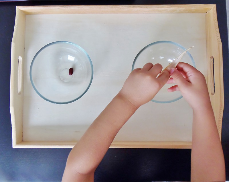 Montessori en Casa: Ciclo de vida alubia