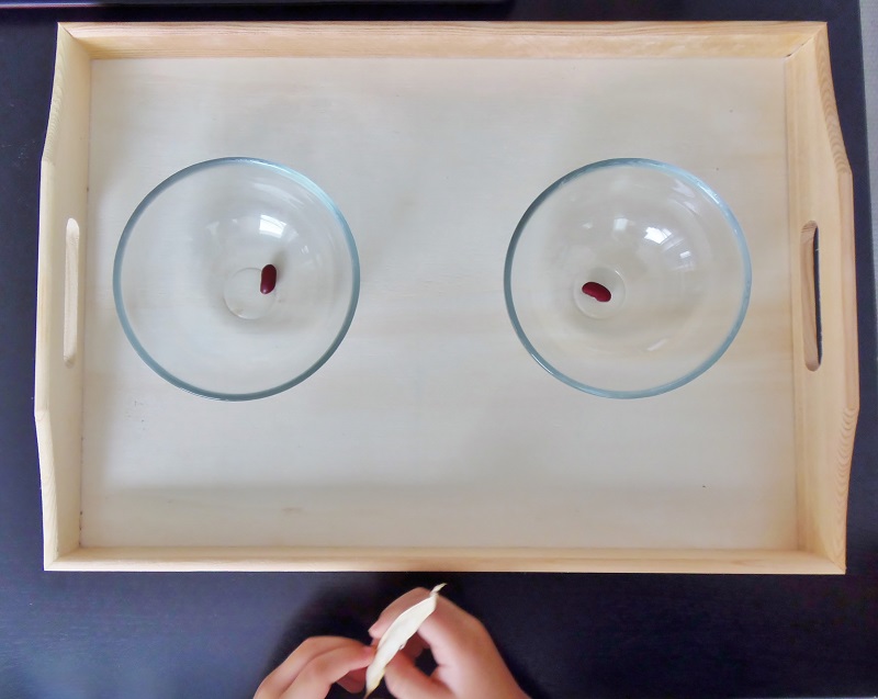 Montessori en Casa: Ciclo de vida alubia